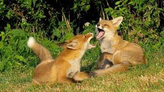 Wild young red fox playing, 1080p