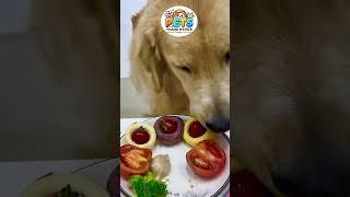 Top Treats That Help Dogs Obey Quickly