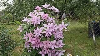 Клематис Хегли Хайбрид . Clematis Hagley Hybrid .