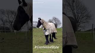 Contessa #contessa wearing her latest fashion sweetitcg baby #sweetitcg #horse #friesian #viral