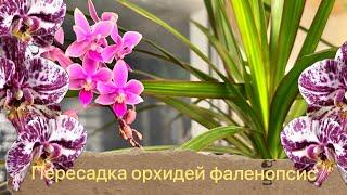 Пересадка орхидеи фаленопсис, автополив и закрытая система . Sogo Super и Шоколад #plants #orchid