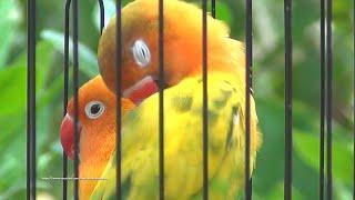 Lovebird Sounds (3 Hours) - Yellow Pastel & Green Pied