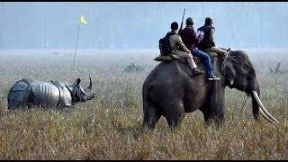 Inside Kaziranga: counting one-horned rhinos