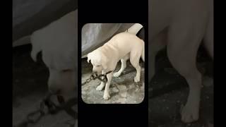 Cupid’s got taste… and it’s 100% Doodle  #retreiver #labrador #dogowner #pets #animalowner