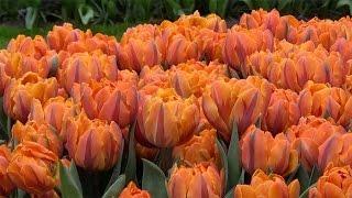 Tulip 'Orange Princess' - FarmerGracy.co.uk