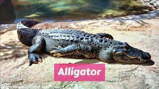 Alligator (Alligatoridae)