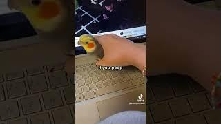 Little cockatiel gets removed from laptop after being naughty #parrot #bird #pet #cute #cockatiel