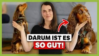 Darum braucht dein Hund eine HOHE Frustrationstoleranz (So lernt er sie)