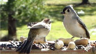 One Cheeky Sparrow