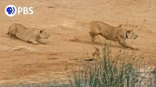 Desert Lion Cubs Hunt at Night