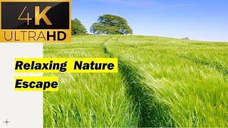 Relaxing Nature Escape 4K I Pure Nature Sounds I Magnifique Paysage Relaxant I Nature Paisible