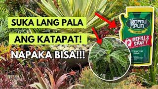 EFFECTIVE AT MURANG PAMPALAGO AT PESTICIDE PARA SA MGA HALAMAN!