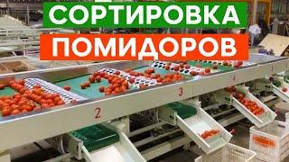 Линия сортировки и упаковки томатов: Сортировка помидоров, оборудование