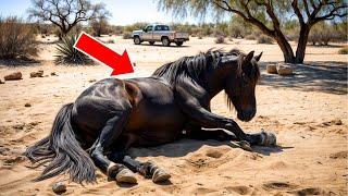 MILLIONAIRE ABANDONS PREGNANT AND BLIND MARE, BUT WHAT HAPPENS NEXT WILL LEAVE YOU BREATHLESS.