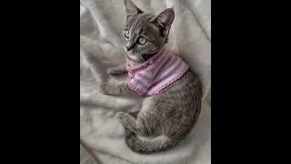 Cute Cat #kitty #smartsocietymysteries #cat #wildlife #animalrescue