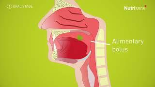 Dysphagia - What is swallowing?