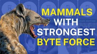 Top 10 Mammals With Strongest Jaws By BFQ