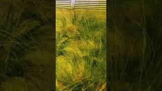 grass in the wind