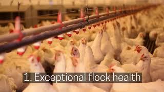 Floradox | Poultry Water Sanitation and Gut Enhancement Program