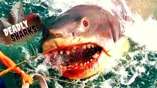 Jaws 2 (1978) Full Slasher Film Explained In Hindi | Shark Thriller | Movietation