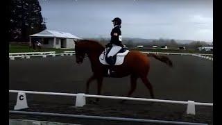 Pregnant (with a BIG tummy) and Winning First Place at a Dressage Competition