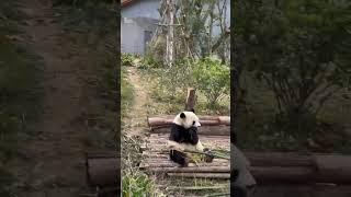 The giant panda shorts in Chengdu Sichuan China, please subscribe | WalkTube 4K