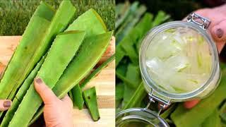 10 WAYS TO USE ALOE VERA  HEALTH AND BEAUTY BENEFITS THE MOST USEFUL TIPS