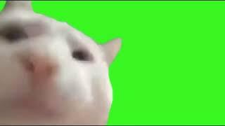 Cat Vibing Green Screen