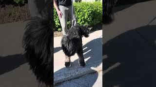 Bernedoodle and Schnauzer Poodle