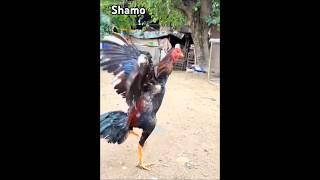 Aseel murga shamo lakka nasal #aseel #birds #shorts