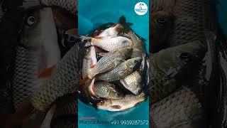 Common Carp Fish #fish #fishing #fishingvideo#fishinglife#fisherman #fishfarming#fishfarm#viralvideo