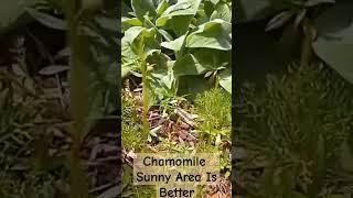 Chamomile. Sunny Is Better! Read the Description also.  #garden #herbal