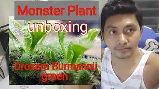 Monster Plant: "Drosera Burmannii Green" unboxing