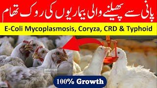 Water Chlorination in Poultry | How to Save Broilers From diseases in Poultry?