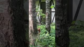 Алиса - лиса. Белка пришла знакомиться #животные #лисяо #милота #белка #squirrel #animals