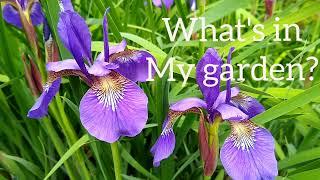 Siberian Iris - a carefree iris