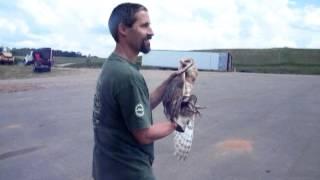 Barn Owl Screaming