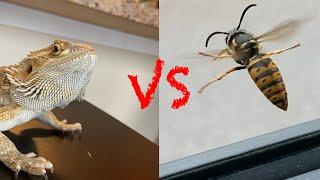 Ground Wasp VS Bearded Dragon