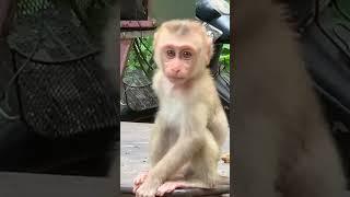 Baby monkey in Angkor park happened #monkeyjungle #babymonkeycry