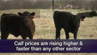 Livestock Marketing- March 9, 2024