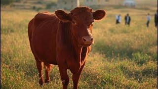 MAJOR ANNOUNCEMENT FROM RABBI ARIEL NO QUALIFYING RED HEIFER SUITED FOR CEREMONY OF THIRD TEMPLE