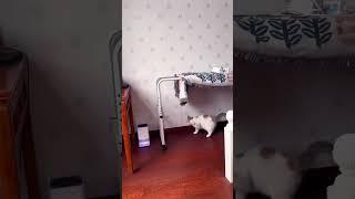 Funny Cats