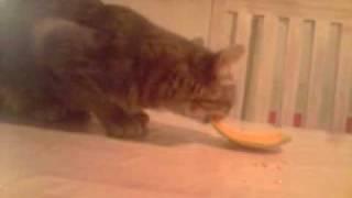 Un chat qui mange du melon