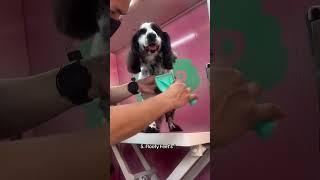 Mobile grooming #puppy #petshub #pets #petcenter #cutedog #petshopru #petcareprovider #cute