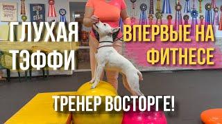 ГЛУХАЯ ТЭФФИ ВПЕРВЫЕ НА ФИТНЕСЕ | ПОЛЕЗНЫЕ ФИЗИЧЕСКИЕ УПРАЖНЕНИЯ ДЛЯ СОБАК | СТАФФОРД ЗАНИМАЕТСЯ