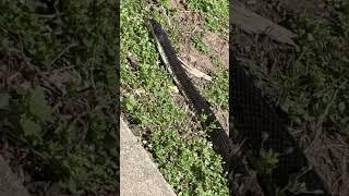 3/29/2025 Black Snakes are out! Keep your eyes open!