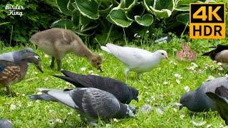 Cat TV Birds  Baby Geese, Bunnies, Pigeons, and Ducks  Relax Your Cat  8 Hours(4K HDR)