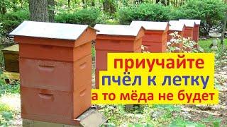 #Пчёлы. Пчёлы не идут в магазин. Не осваивают второй корпус. Или как заставить носить мёд