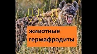 ЖИВОТНЫЕ ГЕРМАФРОДИТЫ - 6 животных которые меняют свой пол