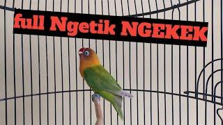 LOVEBIRD NGEKEK PANJANG Lovebird ngetik ngekek panjang Pancingan lovebird fighter